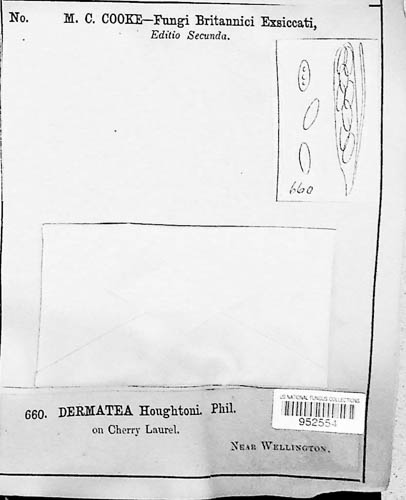 Pezicula houghtonii image